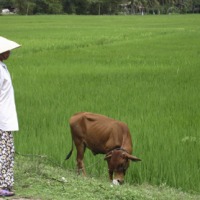 Foto de Hoian
