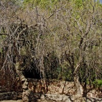 Foto de Benicasin