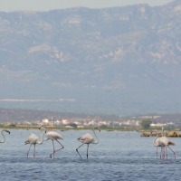 Foto de Delta del Ebro