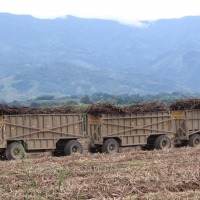 Foto de RISARALDA