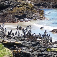 Foto de Ahuenco (Chiloé)