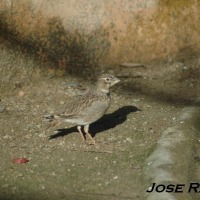 Foto de Jerez  de la Frontera