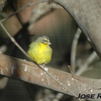 Foto de Jerez  de la Frontera
