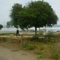 Foto de MAITENCILLO