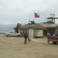 Foto de MAITENCILLO