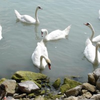 Foto de Balatonfüred