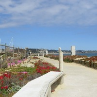 Foto de Algarrobo