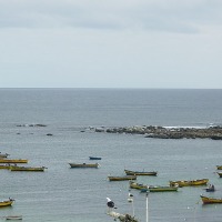 Foto de Algarrobo