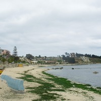 Foto de Algarrobo