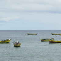 Foto de Algarrobo