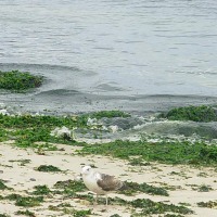 Foto de Algarrobo