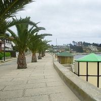 Foto de Algarrobo