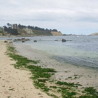Foto de Algarrobo