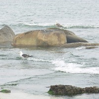 Foto de Algarrobo