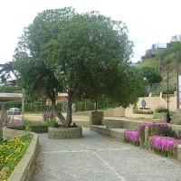 Foto de Algarrobo
