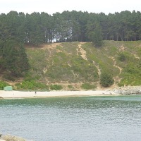 Foto de Algarrobo