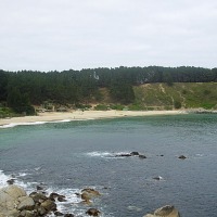 Foto de Algarrobo