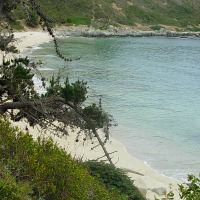 Foto de Algarrobo