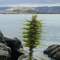 Foto de Algarrobo