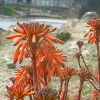 Foto de Algarrobo