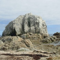 Foto de Algarrobo