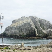 Foto de Algarrobo