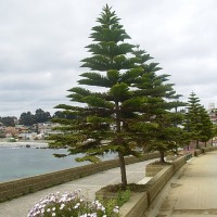Foto de Algarrobo
