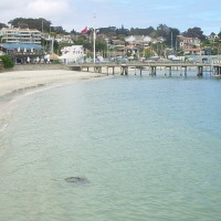 Foto de Algarrobo