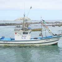 Foto de Algarrobo