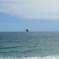 Foto de Algarrobo
