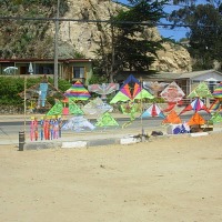 Foto de Algarrobo