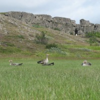 Foto de Thingvellir