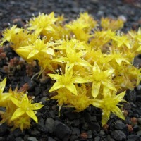 Foto de Islandia