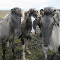 Foto de Islandia Este
