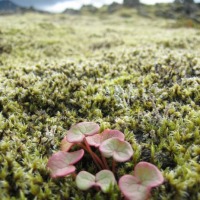 Foto de Islandia