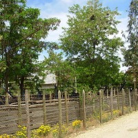 Foto de Colliguay