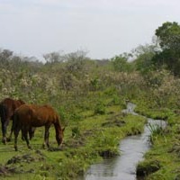 Foto de San Luis / Chore
