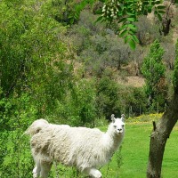 Foto de Colliguay