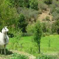Foto de Colliguay