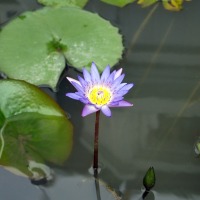 Foto de Bangkok
