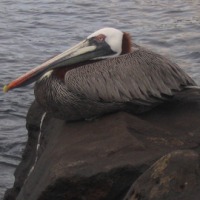 Foto de San Cristobal Galápagos