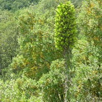 Foto de Colliguay