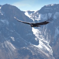 Foto de Cañon del Colca