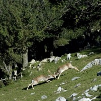 Foto de Sierra del Sueve