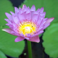 Foto de Bangkok