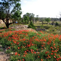 Foto de La Puebla de Valverde