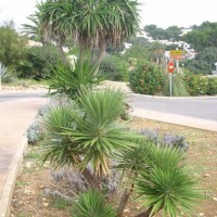 Foto de Binibeca Nou - Menorca