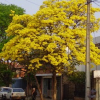 Foto de Asunción