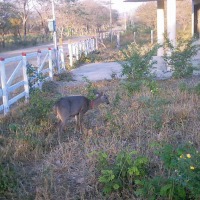 Foto de La Cruz - Guanacaste