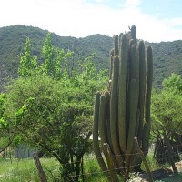 Foto de Colliguay